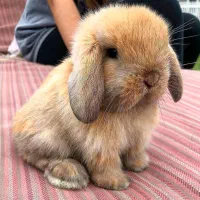 همستر و خرگوش|موش و خرگوش|شیراز, کوی زهرا|دیوار