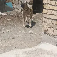 سگ سرابی اصیل