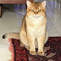 گربه بریتیش گلد
