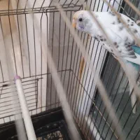 مرغ عشق ماده|پرنده|ری, دولتآباد|دیوار