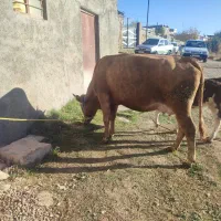 گاو شیری|حیوانات مزرعه|بجنورد, |دیوار