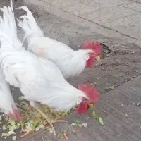 خروس بومی|حیوانات مزرعه|خمینی‌شهر, |دیوار