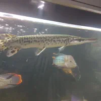 ماهی الیگیتور یاسرسوسماری