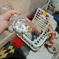 کفتر|پرنده|فیروزکوه, |دیوار