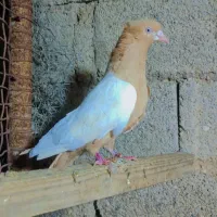 چند عدد رنگی