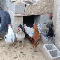 خروس