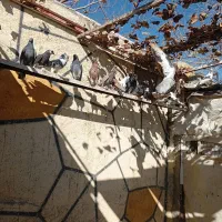 کفتر انگلیسی به شرط|پرنده|رباطکریم, رباطکریم|دیوار