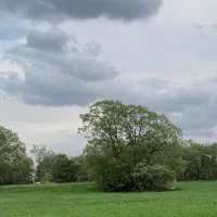 باغ-میوه