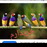 فنج گلدین