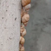 حلزون البینو