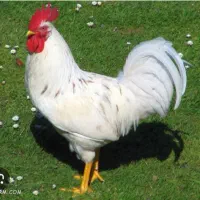 دوتا خروس محلی معاوضه میکنم با مرغ لاری
