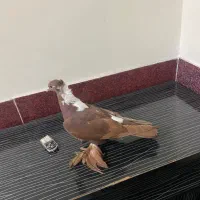 ککیلی قرمزی، شازده