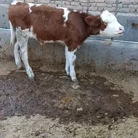 حیوانات مزرعه گاو