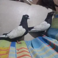 سینه ایی سیاه