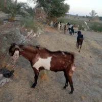 نری چاق و چله مناسب برای دامداری و کشتار|حیوانات مزرعه|قلعه گنج, |دیوار