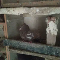 کبوتر|پرنده|ملکان, |دیوار