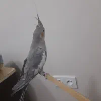 عروس هلندی سخنگو باهوش|پرنده|پاسارگاد, |دیوار