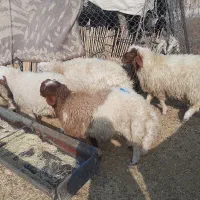 برەنر|حیوانات مزرعه|گچی, |دیوار