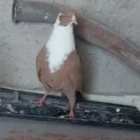 طوقی دم سفید کراواتی مخمل زرد