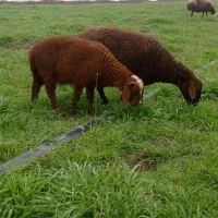 ی راس ور مار