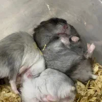 همستر مینیاتوری|موش و خرگوش|شیراز, جانبازان|دیوار