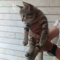 واگذاری بچه گربه