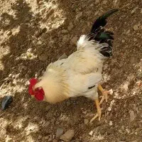 خروس محلی