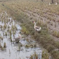 قو غاز  اصیل