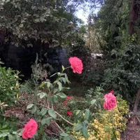 ویلا باغ با زمین ۸۰۰متری در چابکسر گل سرخ|فروش خانه و ویلا|چابکسر, |دیوار