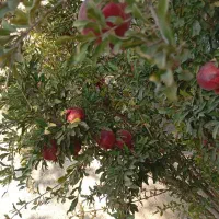 باغچه 400متری