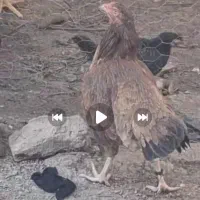 معاوضه با سگ