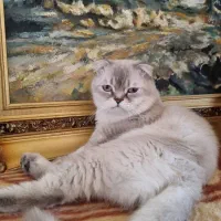 اسکاتیش خاص نر برای جفت گیری|گربه|تبریز, |دیوار