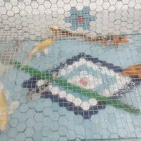 حوض ماهی|ماهی|قم, باغ کرباسی|دیوار