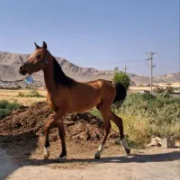 کره نریان