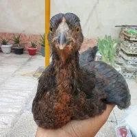 جوجه خروس