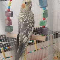 عروس هلندی|پرنده|گتوند, |دیوار