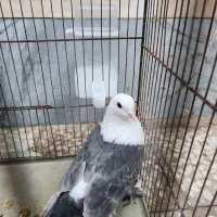 کبوتر کلاغ کربلایی