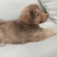 سگ شیتزو پامر