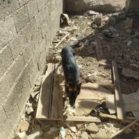 سگ ژرمن|سگ|کرمان, |دیوار