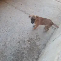 توله سگ پاکوتاه