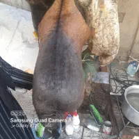 هیزه سالم به شرط ۲۵ کیلو|حیوانات مزرعه|خرم‌آباد, |دیوار