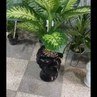 مشاوره گلهای آپارتمانی