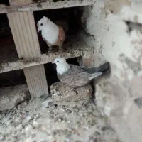 یک جفت کلاغ کاکلی هفت عدد چپ .پرشی