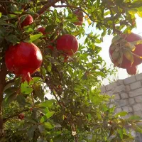 مجموعه باغ انار و پسته/ شهر قنوات /چاه آب