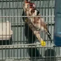 سهره هایه قدار و نمونه