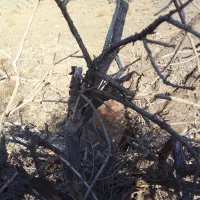 درختان خشک و ضایعات شما را خریداریم