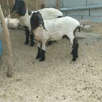 بره ماده