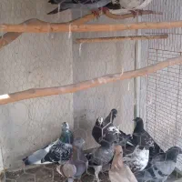 کلوی کفتر  در هم نژاد  اصیل|پرنده|گنبد کاووس, |دیوار