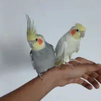 عروس هلندی نر و ماده