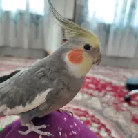 عروس هلندی گم شده